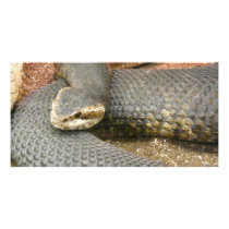 brown snake photo cards by pinkypetals brown snake photo cards