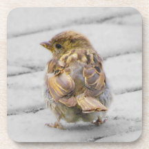 Brown Sparrow Drink Coaster
