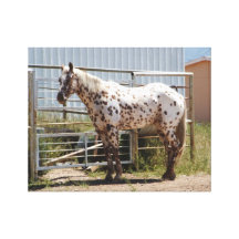 brown spotted Appaloosa horse canvas print