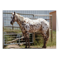 Brown spotted Appaloosa horse Greeting Card
