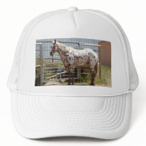 Brown spotted Appaloosa horse Hat