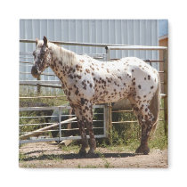 Brown spotted Appaloosa horse Magnets