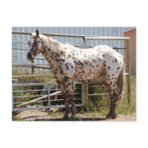 Brown spotted Appaloosa horse Postcard