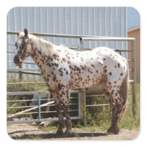 Brown spotted Appaloosa horse Square Stickers