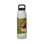 Brown Squirrel Water Bottle