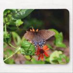 Brown Swallowtail Butterfly mousepads