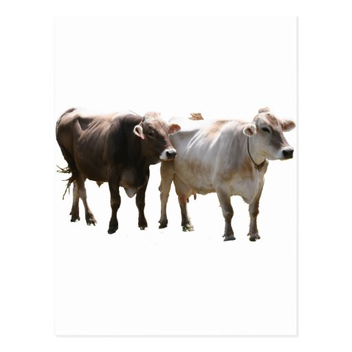 Brown Swiss Cows Post Card