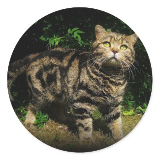Brown tabby - cat sticker sticker