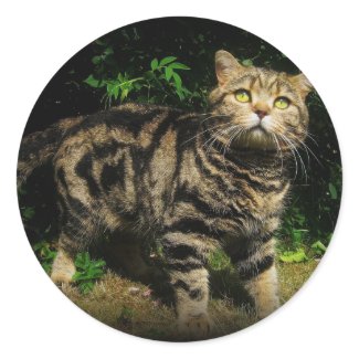 Brown tabby - cat sticker sticker