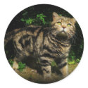 Brown tabby - cat sticker
