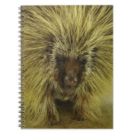 Brown Texas Porcupine Photograph notebook