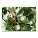 Brown Thrasher Card by SuRi_Photography Brown Thrasher Card