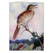 Brown Thrasher Cards