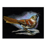 BROWN THRASHER en lápiz del color: Arte Postales