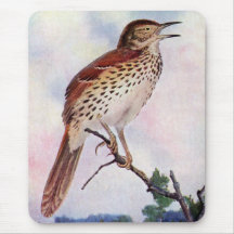 Brown Thrasher Mouse Pads