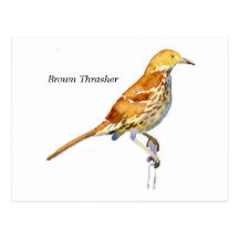 Brown Thrasher Post Card