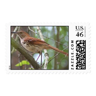 Brown thrasher Postage