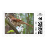 Brown thrasher