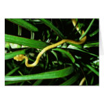 Brown tree snake greeting card
