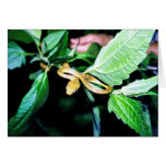 Brown Tree Snake Greeting Cards