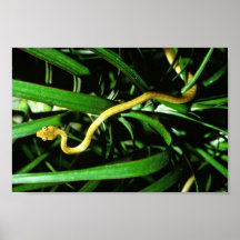 Brown tree snake poster