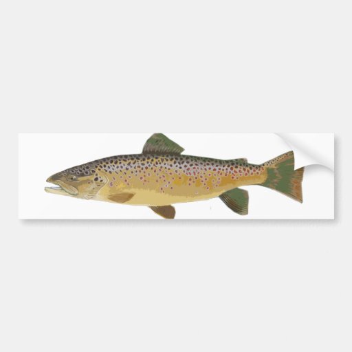 Brown Trout. Bumper Sticker Zazzle