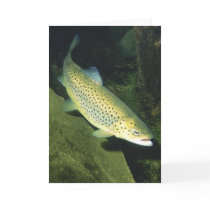 BROWN TROUT CARD