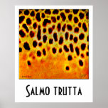 Brown Trout Poster posters