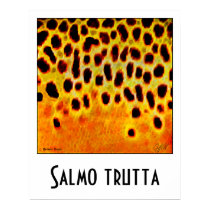 Brown Trout Poster posters