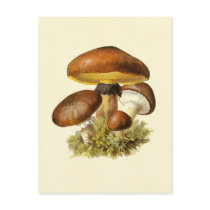 Brown Vintage Mushroom postcards
