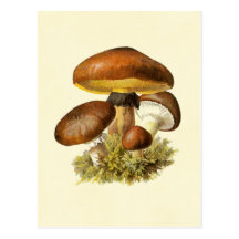 Brown Vintage Mushroom Postcards