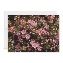 Brown Wax flower flowers Announcements