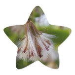 Brown & White Seedpod Star Stickers