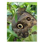 Brown Winged Butterfly Postcard