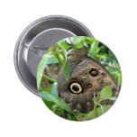 Brown Winged Butterfly Round Pin