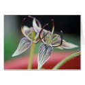 Brownie flower, California native plant - Card by GardenDelightsArts Brownie flower, California native plant - Card