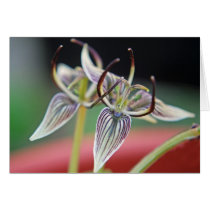 Brownie flower, California native plant - Card