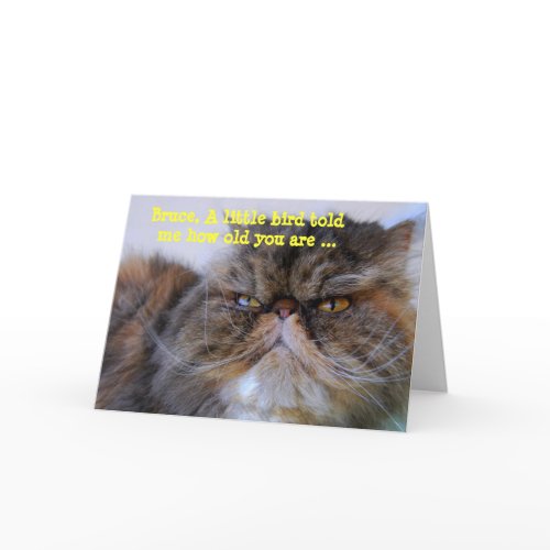 Bruce Happy Birthday Humor Calico Persian Kitty card