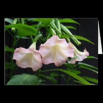 Brugmansia cards by FaunaArt Brugmansia cards