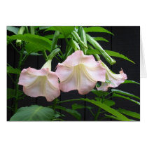 Brugmansia cards