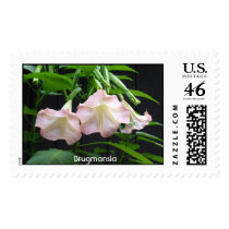 Brugmansia postage