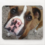 Bruiser Bruiser