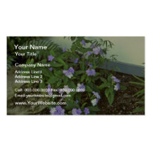 Brunfelsia Pauciflora Eximia (Yesterday, Today & T Business Cards