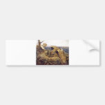Bruno Liljefors - Sea Eagles Nest 1906 chicks Bumper Stickers