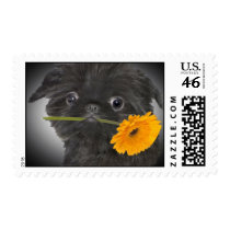 Brussels Griffon  and Daisy Stamps