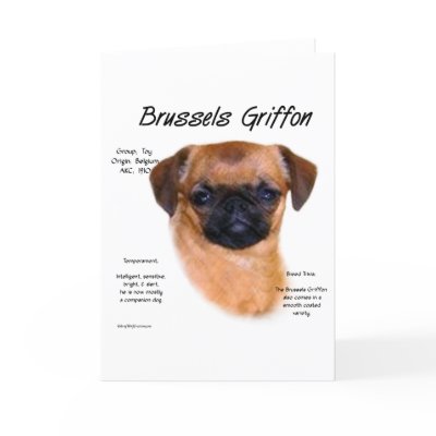 Brussels Griffon (smooth) History Design Greeting Card by GreyWolfCreation