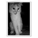 Brutus in Black and White cards
