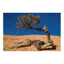 Bryce Canyon Tree posters by tstrota Bryce Canyon Tree posters