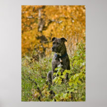 Bryn the brindle poster
