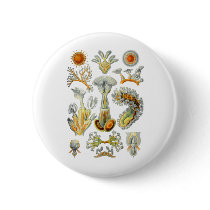 Bryozoa Pinback Button